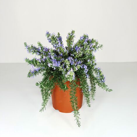  ROSMARINO PROSTRATO - Ø 24 Cm