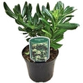  Pitosforo "Pittosporum Tobira" Pianta In Vaso 19 Cm