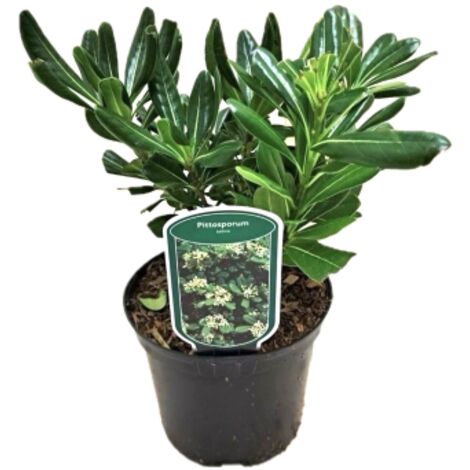  Pitosforo "Pittosporum Tobira" Pianta In Vaso 19 Cm