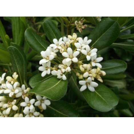  Pitosforo "Pittosporum Tobira" Pianta In Vaso 19 Cm