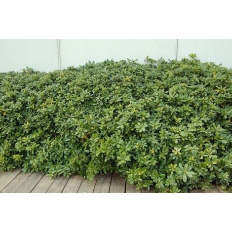  Pitosforo "Pittosporum Tobira" Pianta In Vaso 19 Cm