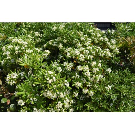  Pitosforo "Pittosporum Tobira" Pianta In Vaso 19 Cm
