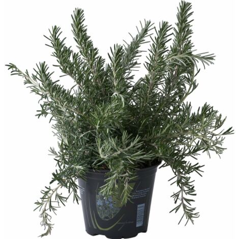  Rosmarino Prostrato "Rosmarinus Officinalis Prostratus" Pianta Aromatica In Vaso 14 Cm