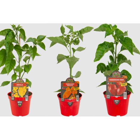  Peperoncino Piccante 3 Piante In Vaso 10 Cm VARIETA' A SCELTA