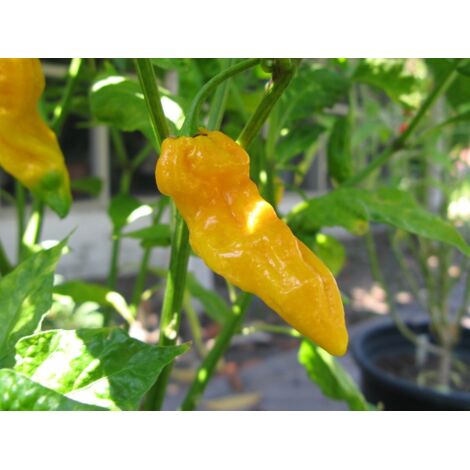  Peperoncino Piccante 3 Piante In Vaso 10 Cm VARIETA' A SCELTA