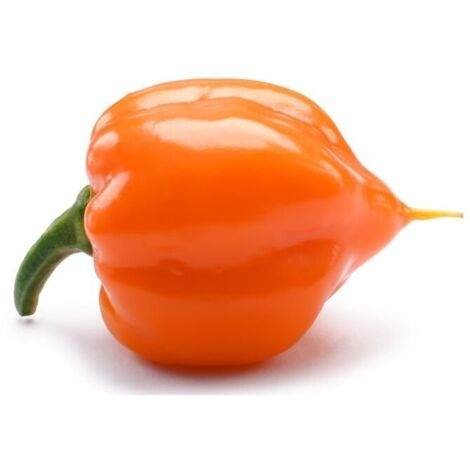  Peperoncino Piccante 3 Piante In Vaso 10 Cm VARIETA' A SCELTA