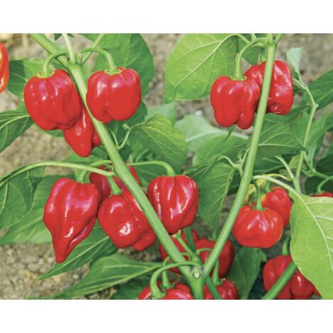  Peperoncino Piccante 3 Piante In Vaso 10 Cm VARIETA' A SCELTA