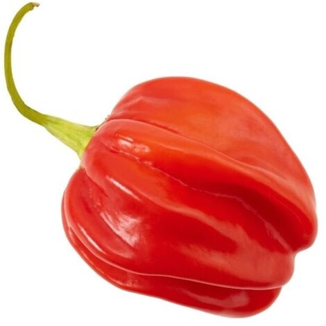  Peperoncino Piccante 3 Piante In Vaso 10 Cm VARIETA' A SCELTA