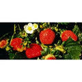  Fragola Rifiorente