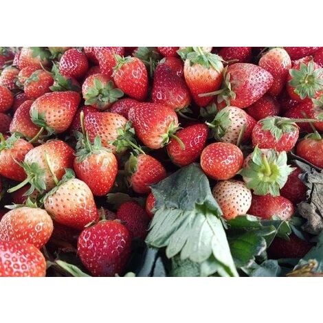  Fragola Rifiorente (vaso 10)