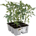  Pomodoro Ciliegino Dolcissimo Apero F1 - 6 Piante - Orto Mio