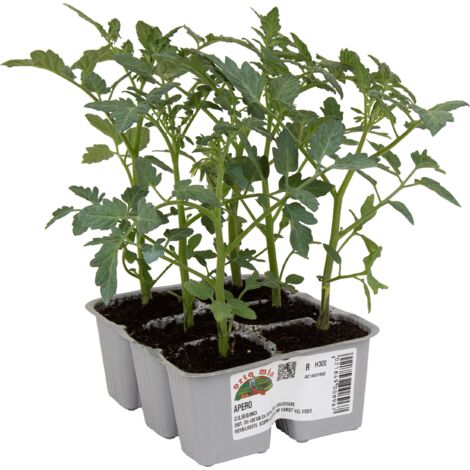  Pomodoro Ciliegino Dolcissimo Apero F1 - 6 Piante - Orto Mio
