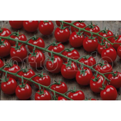  Pomodoro Ciliegino Dolcissimo Apero F1 - 6 Piante - Orto Mio