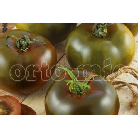  Pomodoro Colorato Nero Di Crimea Kakao F1 - 1 Pianta V.10 Cm - Orto Mio