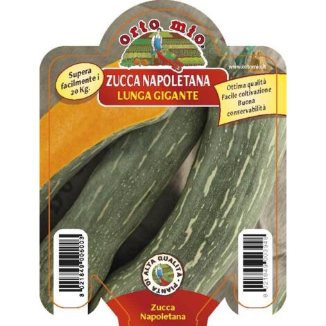  Zucca Lunga Piena Di Napoli - 1 Pianta V.10 Cm - Orto Mio