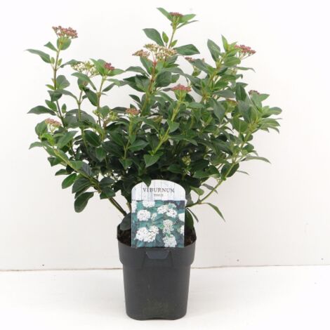 Viburno Tino "Viburnum Tinus" 3 Piante Da Siepe In Vaso Biodegradabile H. 30/40 Cm