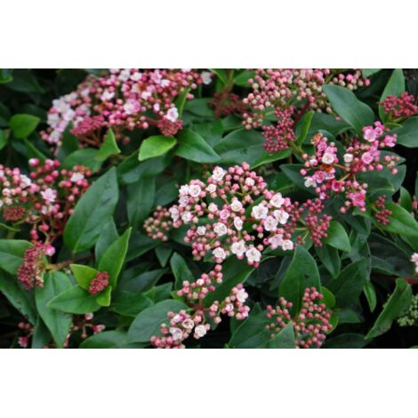  Viburno Tino "Viburnum Tinus" 3 Piante Da Siepe In Vaso Biodegradabile H. 30/40 Cm