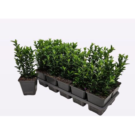  Evonimo "Euonymus Japonicus Benkomasaki" Pianta In Vaso 9 Cm