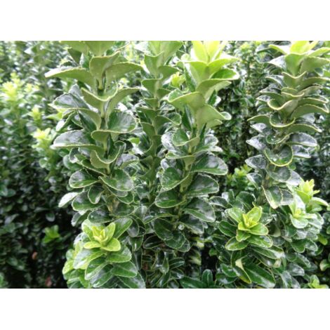  Evonimo "Euonymus Japonicus Benkomasaki" Pianta In Vaso 9 Cm