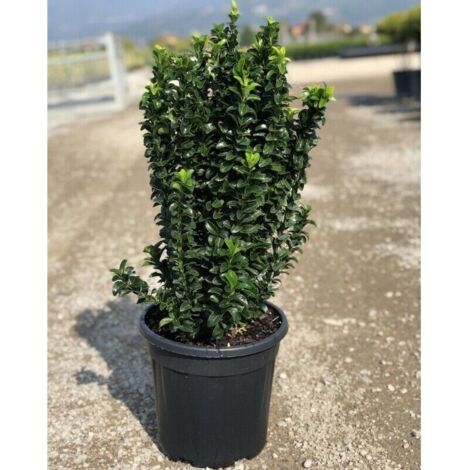  Evonimo "Euonymus Japonicus Benkomasaki" Pianta In Vaso 9 Cm