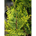  Cipresso "Cupressocyparis Leylandii Castlewellan Gold" Pianta In Vaso 19 Cm H. 60/80 Cm