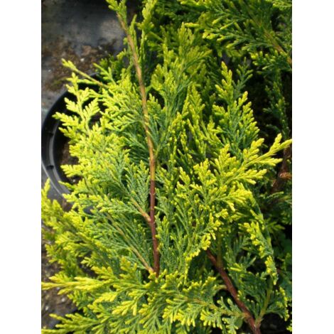  Cipresso "Cupressocyparis Leylandii Castlewellan Gold" Pianta In Vaso 19 Cm H. 60/80 Cm