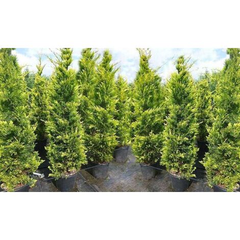  Cipresso "Cupressocyparis Leylandii Castlewellan Gold" Pianta In Vaso 19 Cm H. 60/80 Cm