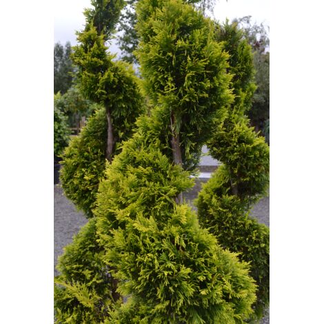  Cipresso "Cupressocyparis Leylandii Castlewellan Gold" Pianta In Vaso 19 Cm H. 60/80 Cm