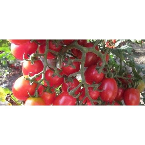  Pomodoro Datterino Innestato (vaso 14)