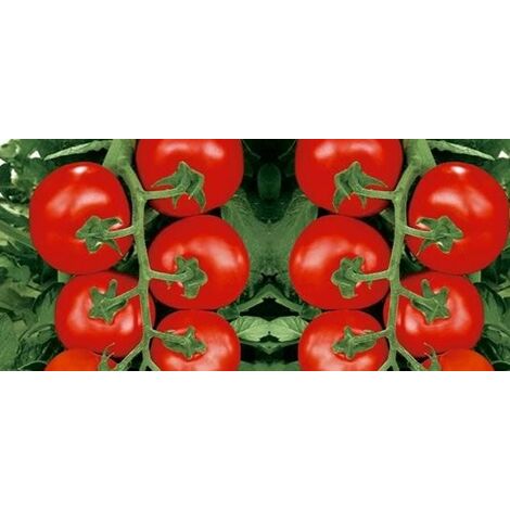 Pomodoro Grappolo Innestato (vaso 14)
