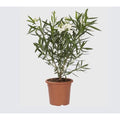  Oleandro A Cespuglio "Nerium Oleander" Pianta In Vaso 19 Cm COLORI CASUALI