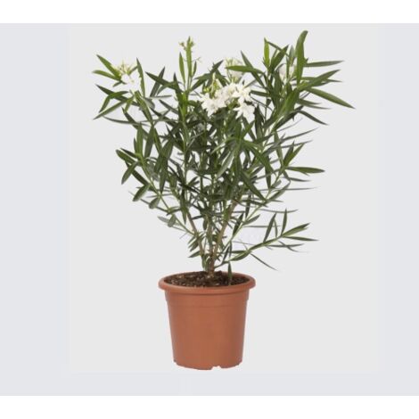  Oleandro A Cespuglio "Nerium Oleander" Pianta In Vaso 19 Cm COLORI CASUALI