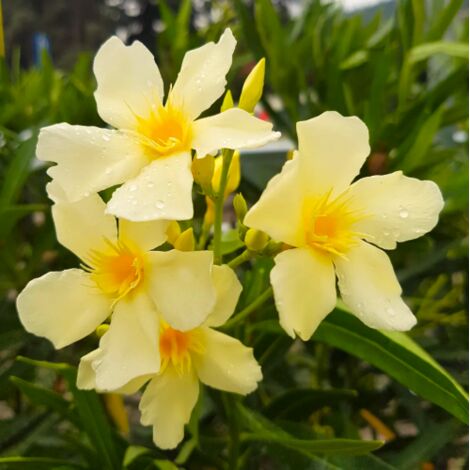  Oleandro A Cespuglio "Nerium Oleander" Pianta In Vaso 19 Cm COLORI CASUALI