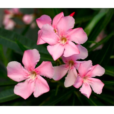  Oleandro A Cespuglio "Nerium Oleander" Pianta In Vaso 19 Cm COLORI CASUALI