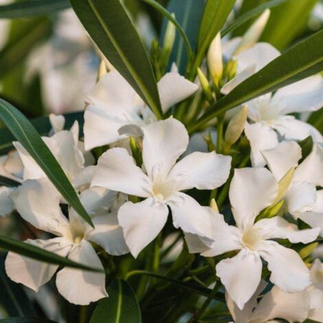  Oleandro A Cespuglio "Nerium Oleander" Pianta In Vaso 19 Cm COLORI CASUALI