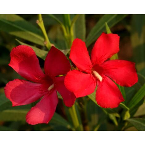  Oleandro A Cespuglio "Nerium Oleander" Pianta In Vaso 19 Cm COLORI CASUALI