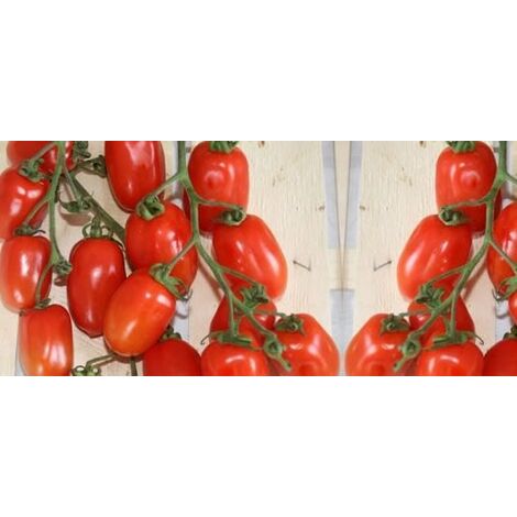  Pomodoro Piccadilly (vaso 10)