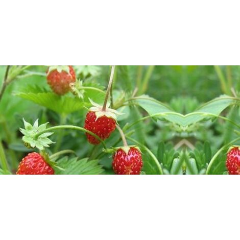  Fragola Da Bosco (vaso 14)
