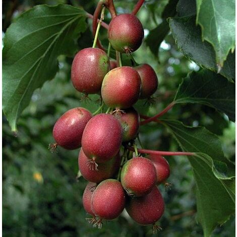  Pianta Di Kiwi Actinidia Arguta Scarlet September (kiwi Rosso) Foto Reali H 110cm