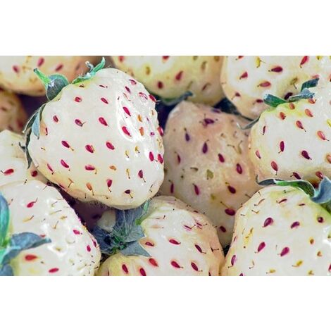  Fragola Bianca (vaso 10)