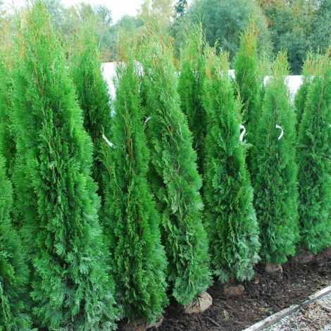  Tuia Smeraldo "Thuja Occidentalis Smaragd" Pianta In Vaso 26 Cm H. 100/120 Cm