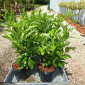  Lauroceraso "Prunus Laurocerasus" Pianta Da Siepe In Vaso Da 2 Litri H. 70/100 Cm