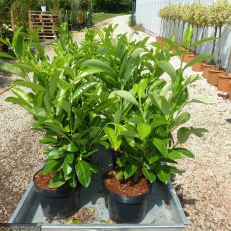  Lauroceraso "Prunus Laurocerasus" Pianta Da Siepe In Vaso Da 2 Litri H. 70/100 Cm