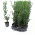  Cipresso Di Leyland "Cupressocyparis Leylandii" Pianta In Vaso Biodegradabile
