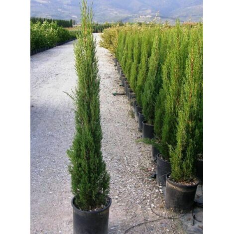  Cipresso Nero "Cupressus Sempervirens Pyramidalis" Pianta In Vaso 9 Cm H. 40/50 Cm