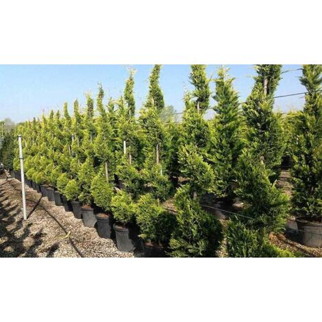  Cipresso "Cupressocyparis Leylandii Castlewellan Gold" Pianta In Vaso 11 Cm H. 30/40 Cm