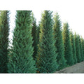  Cipresso Di Leyland "Cupressocyparis Leylandii" Pianta In Vaso H. 30/40 Cm