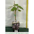  1 PIANTA DI PAULOWNIA TOMENTOSA MIELIFERA FIORI PROFUMATI VIOLA