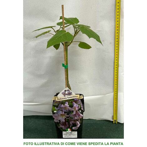  1 PIANTA DI PAULOWNIA TOMENTOSA MIELIFERA FIORI PROFUMATI VIOLA