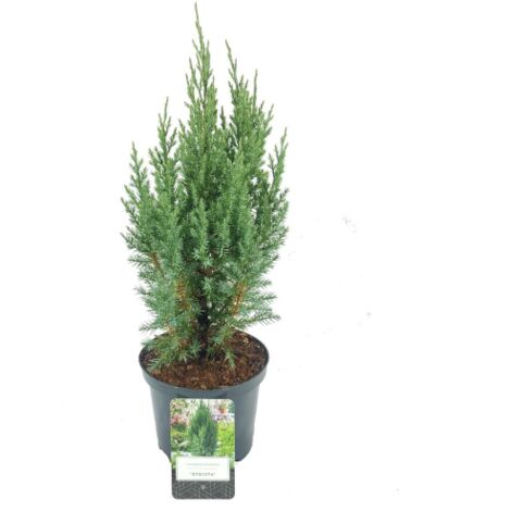  Ginepro D'Irlanda "Juniperus Communis Hibernica" Pianta In Vaso 14 Cm